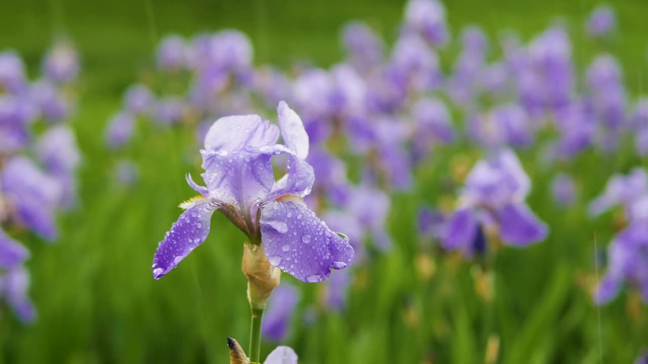 雨中的紫花。以花为背景的雨天视频素材