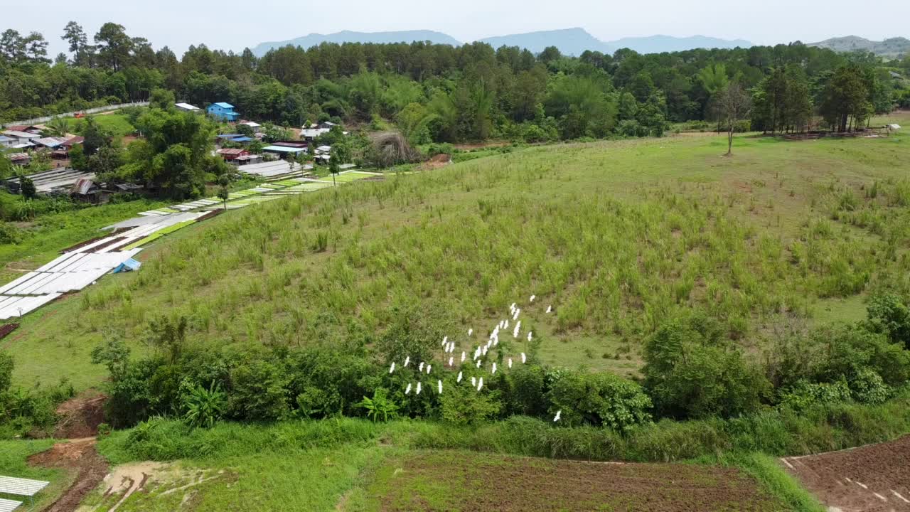 山景和考考的航拍照片视频素材