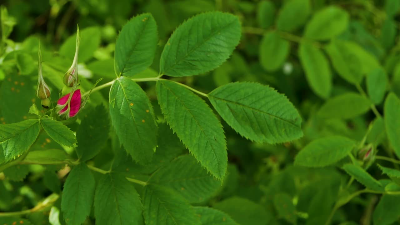 玫瑰在树枝上开花，粉红色的春天玫瑰花视频素材