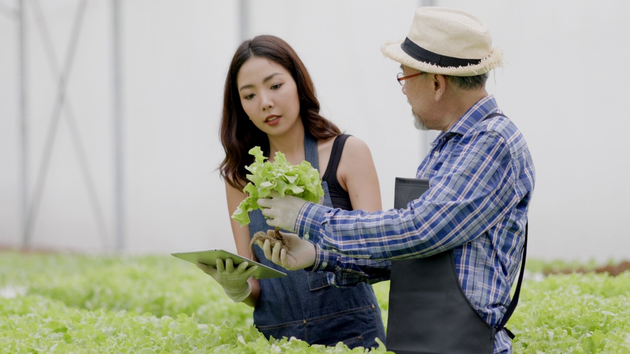 亚洲农场主和工人在一个大型苗圃检查水培蔬菜。注重蔬菜的品质及环保。现代农业技术视频素材