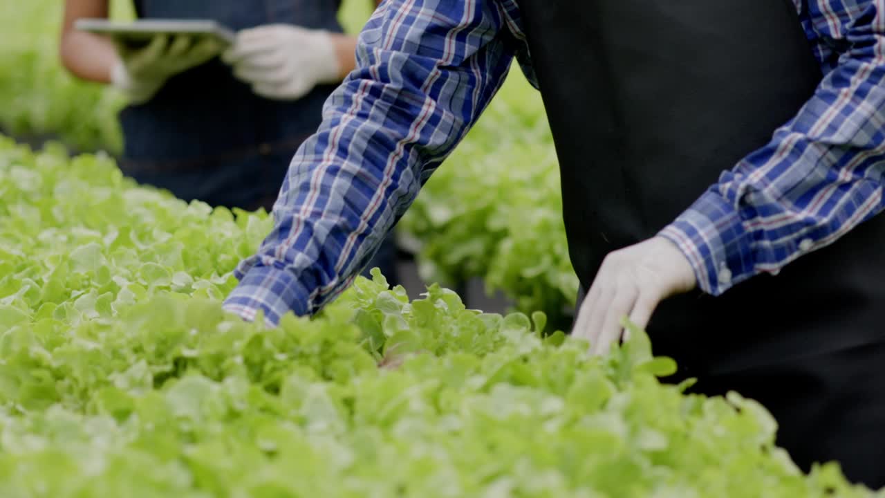 亚洲农场主和工人在一个大型苗圃检查水培蔬菜。注重蔬菜的品质及环保。现代农业技术视频素材