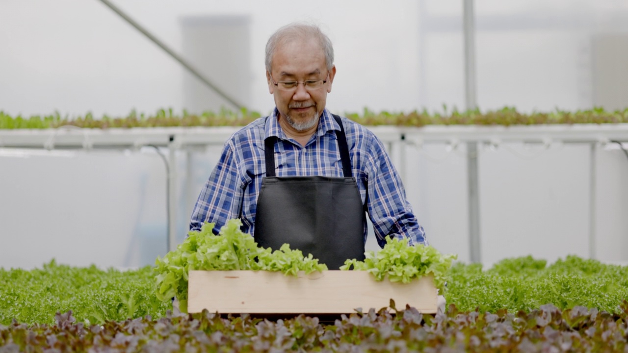 亚洲农场主和工人在一个大型苗圃检查水培蔬菜。注重蔬菜的品质及环保。现代农业技术视频素材