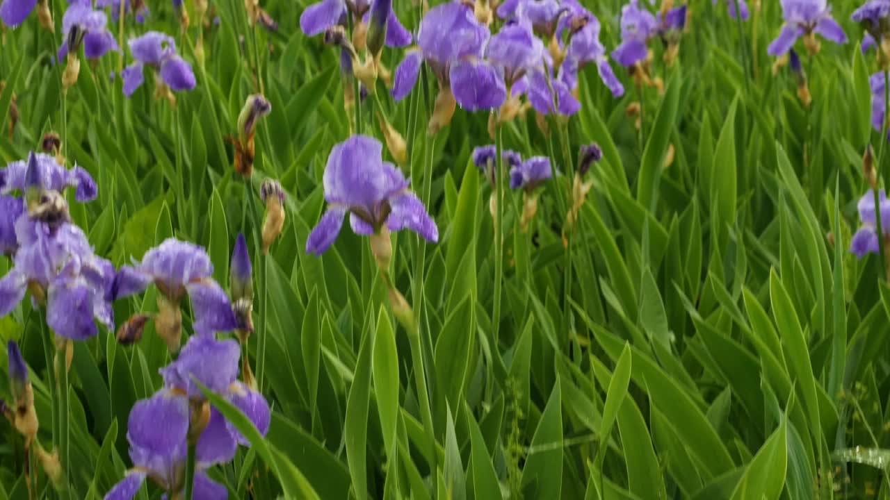 雨中有许多紫色的花。花领域背景。美丽的难以置信的花在花园里视频素材