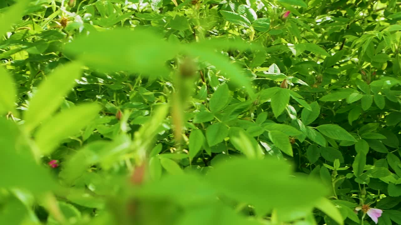 一朵盛开的野玫瑰的枝条在风中摇曳的慢镜头。美丽的粉红色花朵在森林的树枝上的一棵树。视频素材