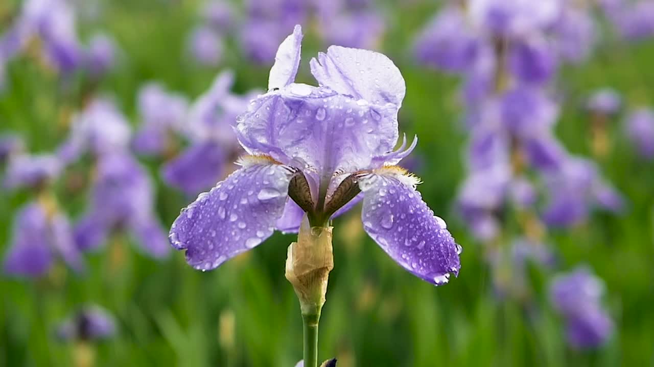 雨中花朵的柔焦。花领域背景。美丽的难以置信的花在花园里视频素材