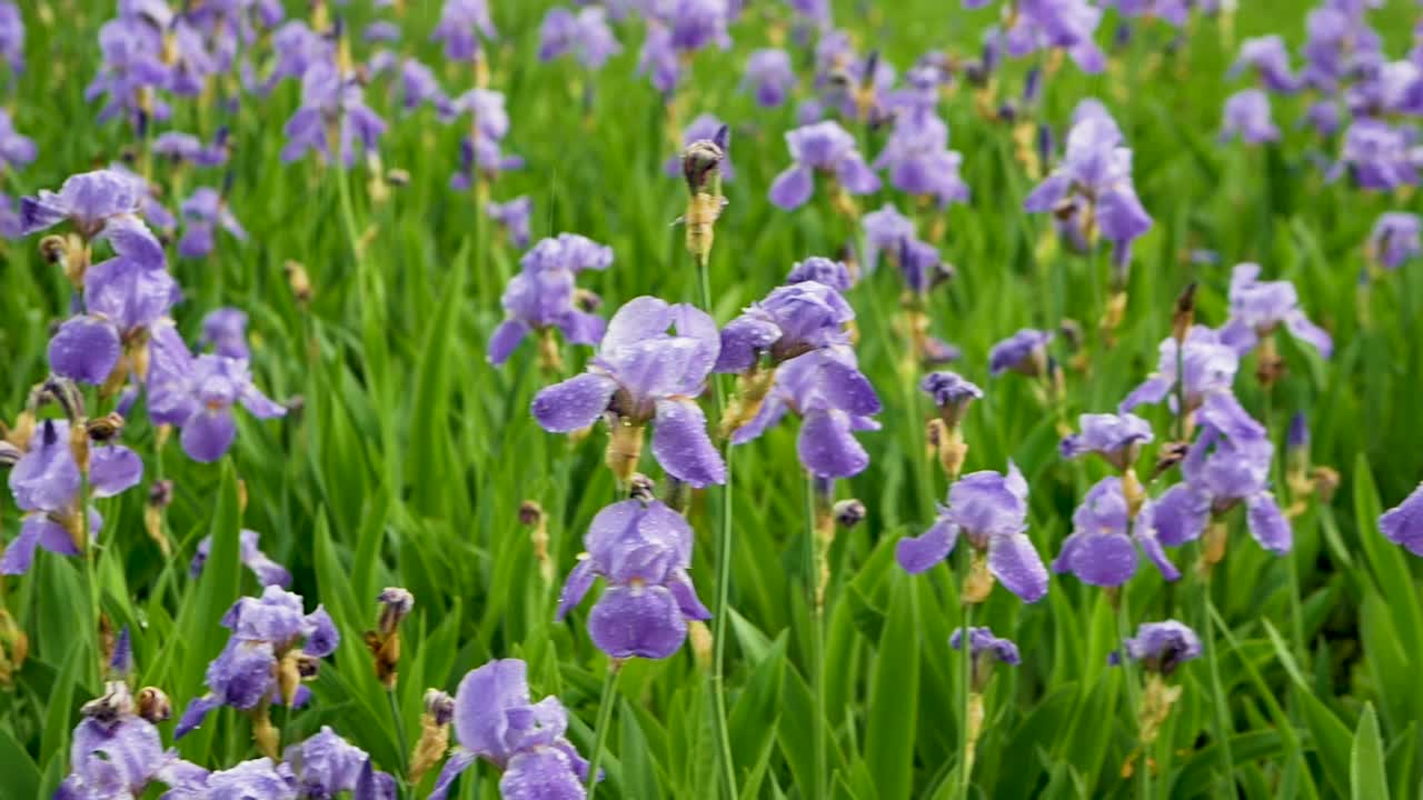 雨中花朵的柔焦。花领域背景。美丽的难以置信的花在花园里。视频素材