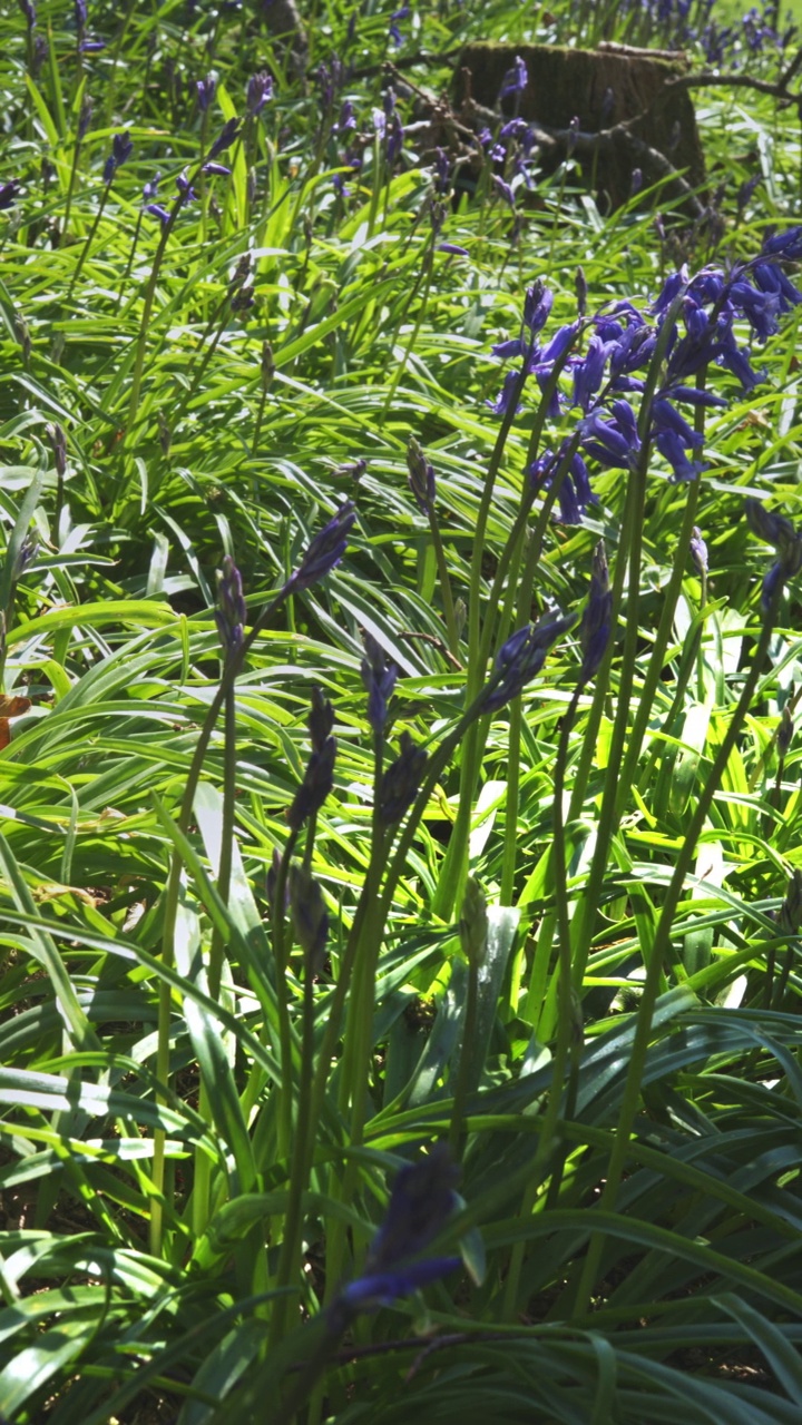 低角度接近野生蓝铃花盛开视频素材