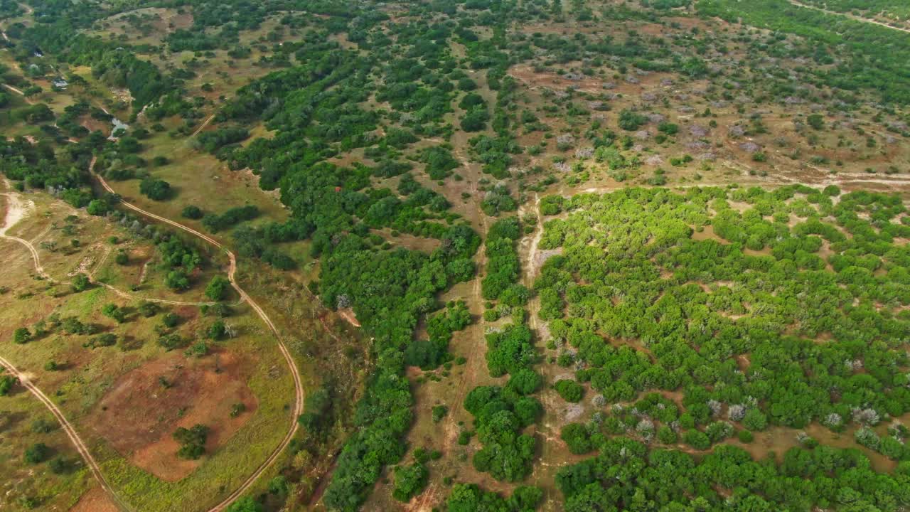 空中奥斯汀森林树视频下载