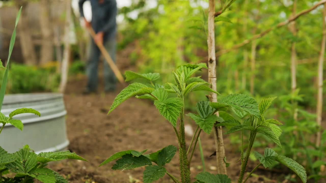 盛开的覆盆子近景，农民种植覆盆子，农业，农民耕种土地视频素材