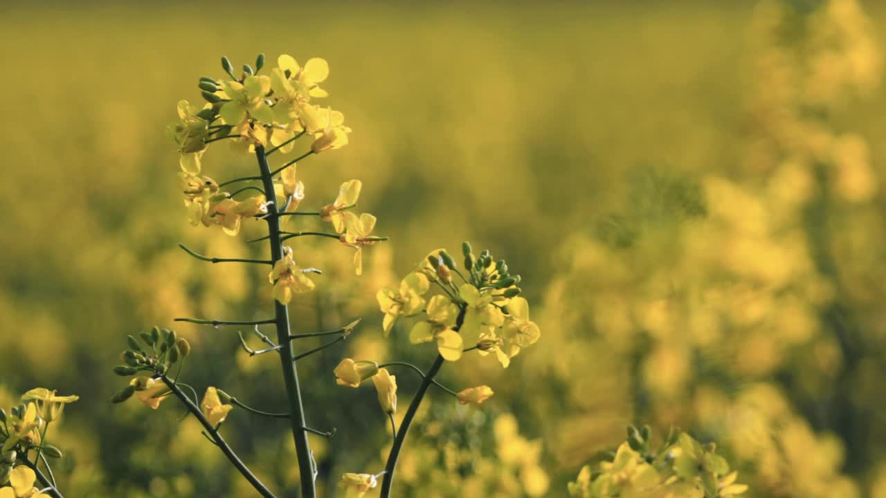 油菜花-特写镜头视频素材