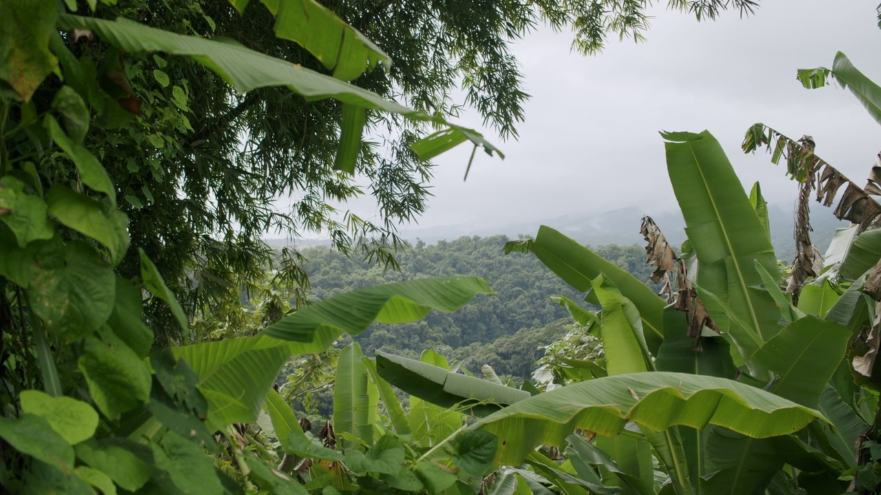 加勒比山区丛林森林景观02视频素材