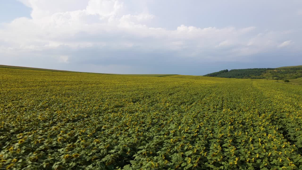 大农业农场的鸟瞰图与生长的向日葵植物视频素材