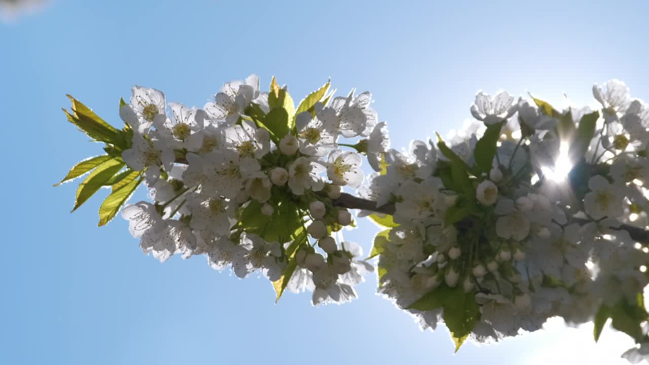 早春，樱桃树的嫩枝上开着白色的花朵视频素材