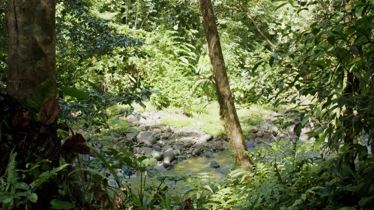 热带雨林河的河岸视频素材