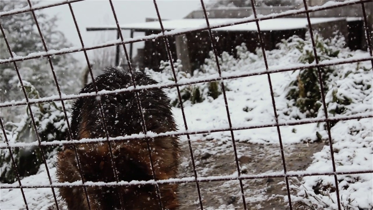 雪地里，一只德国牧羊犬躲在栅栏后面。关闭了。视频素材