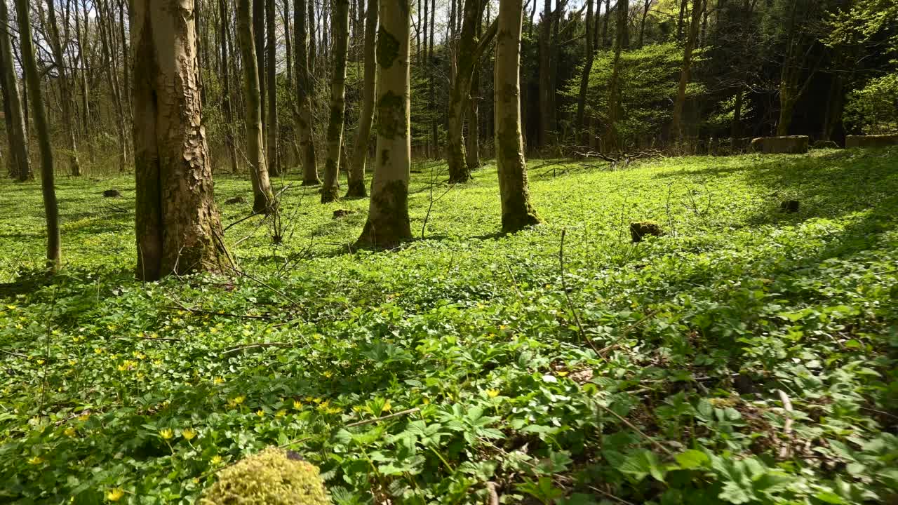 丹麦森林的森林地面视频素材