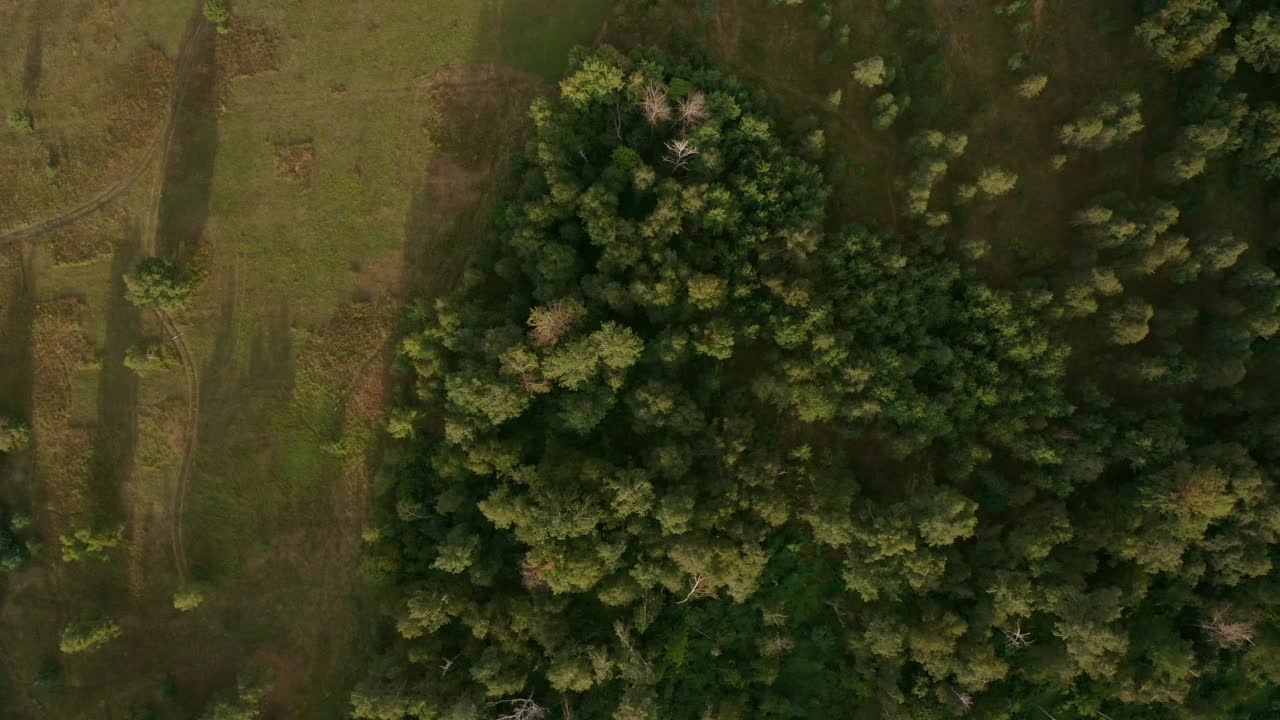 鸟瞰七彩翠绿松林，4k自然旅游视频素材