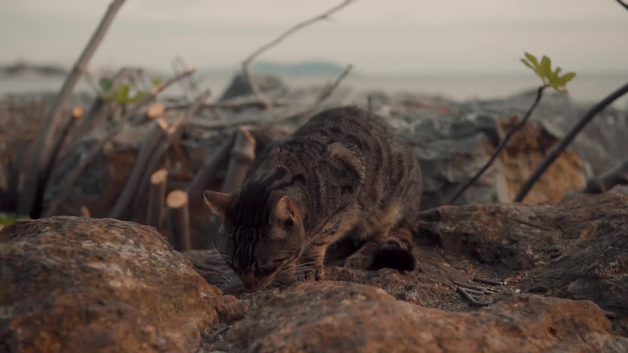 猫吃视频下载