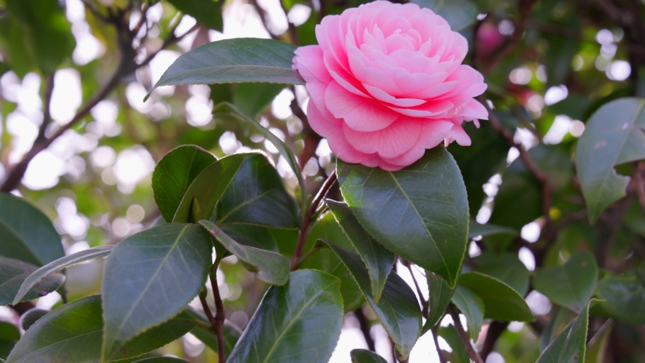 新鲜的山茶花花视频素材