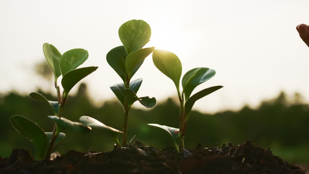 在浪漫的自然中，播种、浇灌、滋养一株植物视频素材