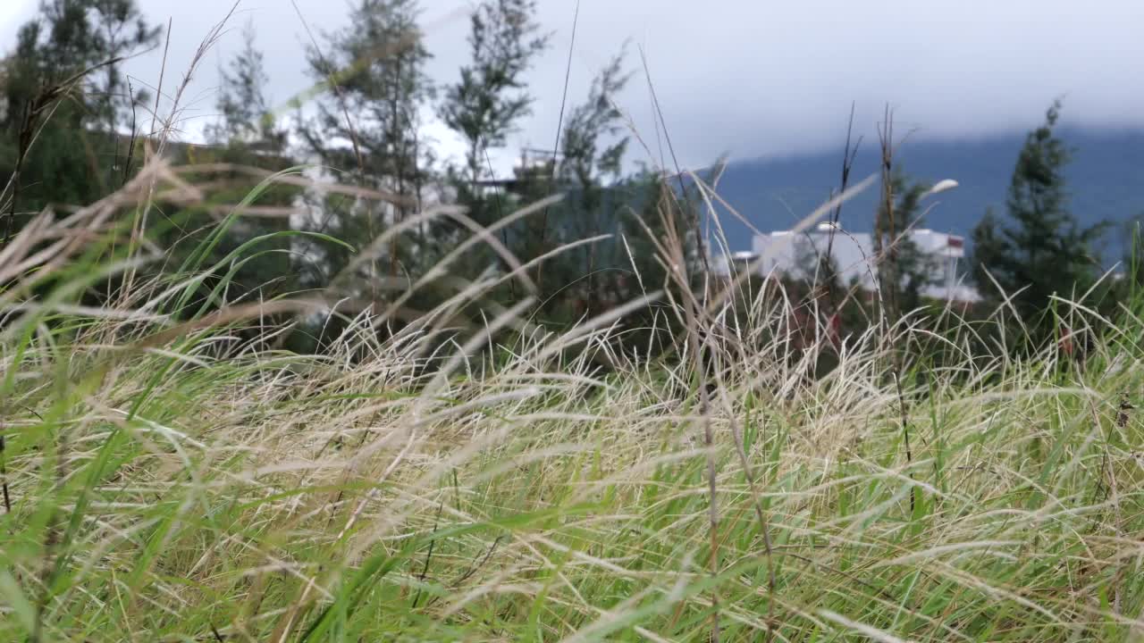 芦苇在野外强壮视频素材