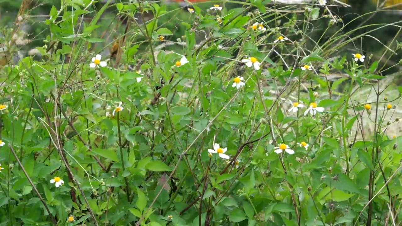 鬼针草，野生中花强视频素材