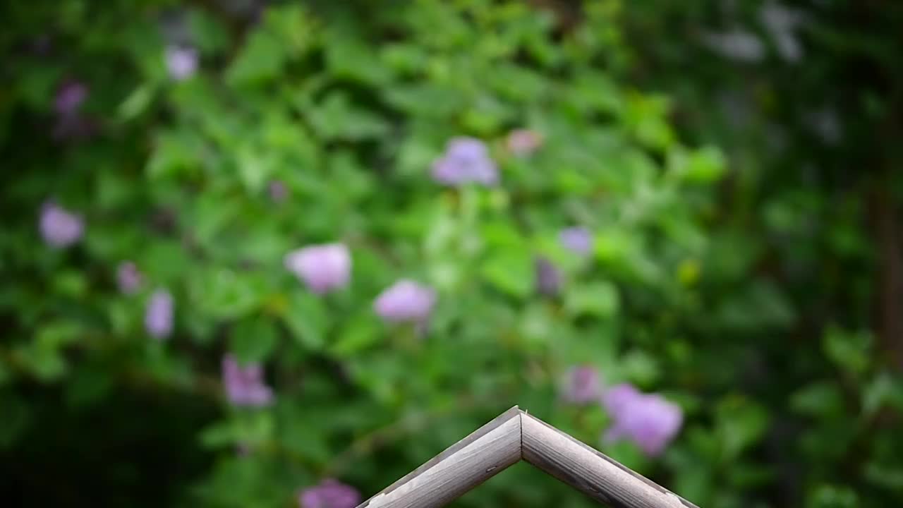 鸽子在喂鸟器屋顶上飞行视频素材