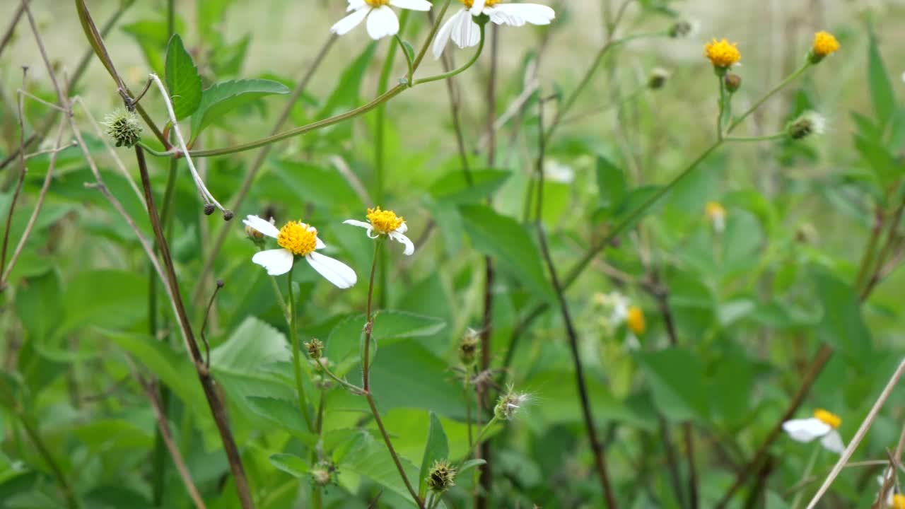 鬼针草，野生中花强视频素材