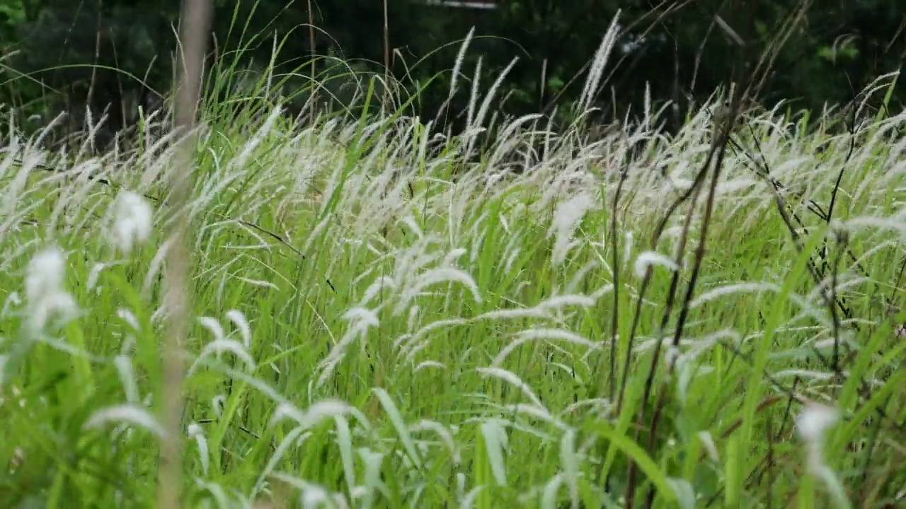 芦苇在野外强壮视频素材