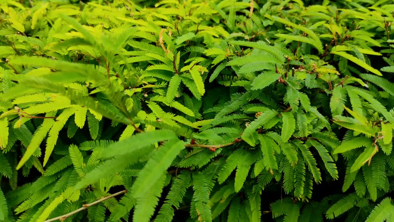 含羞草植物视频吹在风中视频素材