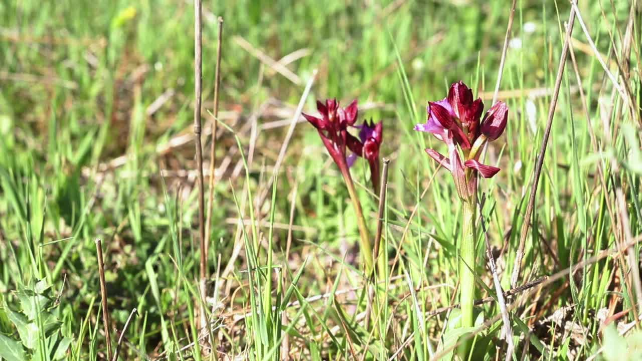 粉红色蝴蝶兰花的花视频素材