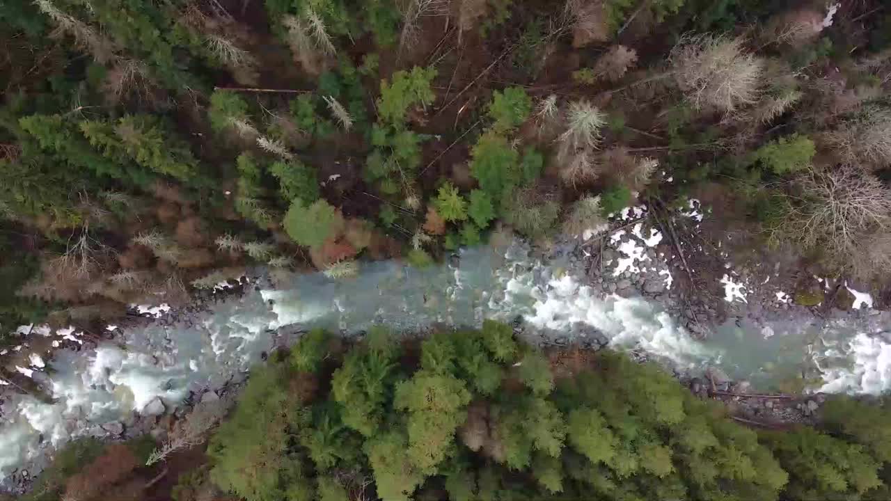 高加索山脉中有松树的山区河流视频下载