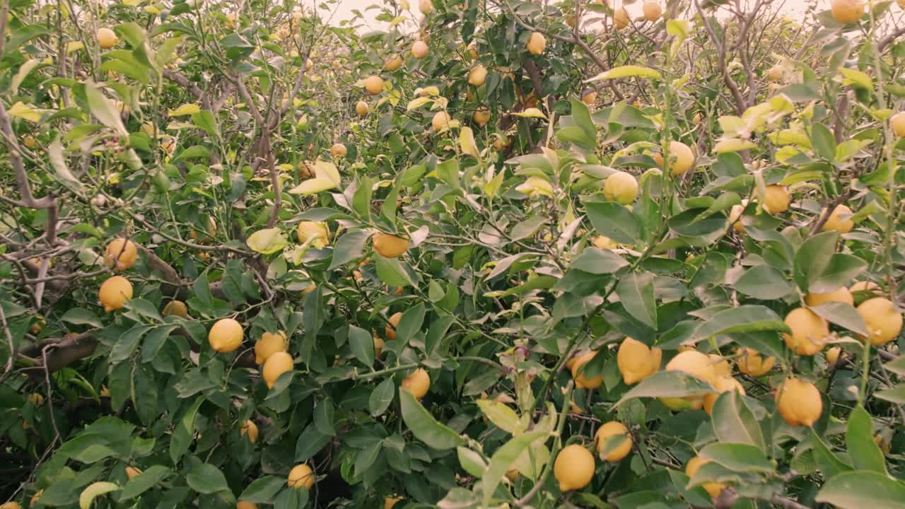 柠檬果园鸟瞰图视频素材