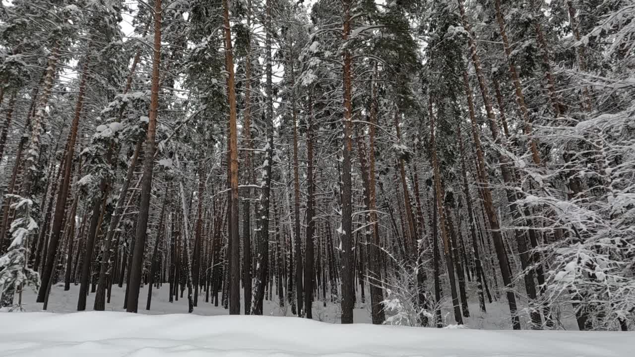 树上的雪视频素材