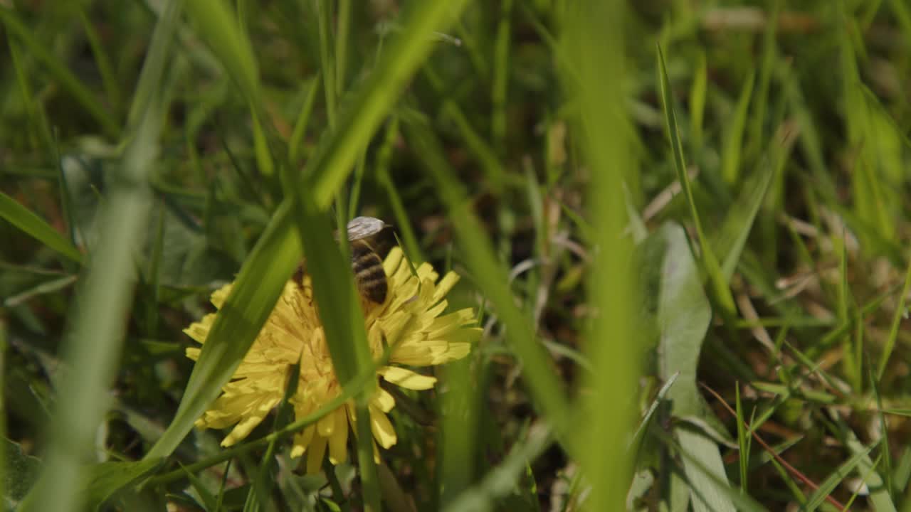 蜜蜂飞离牛花视频素材