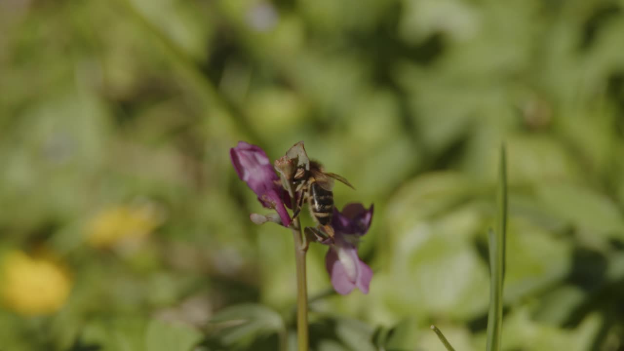 蜜蜂在春天喝花的花蜜视频素材