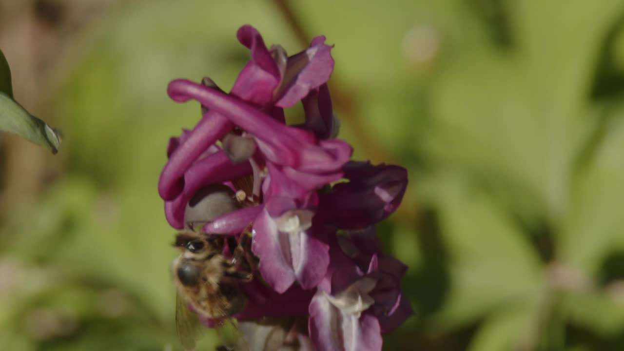 蜜蜂在春天喝花的花蜜视频素材