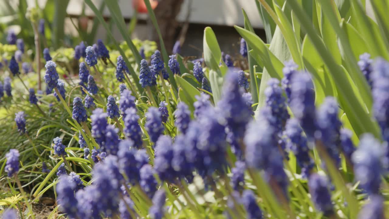 蜜蜂在花园风信子花周围飞舞视频素材