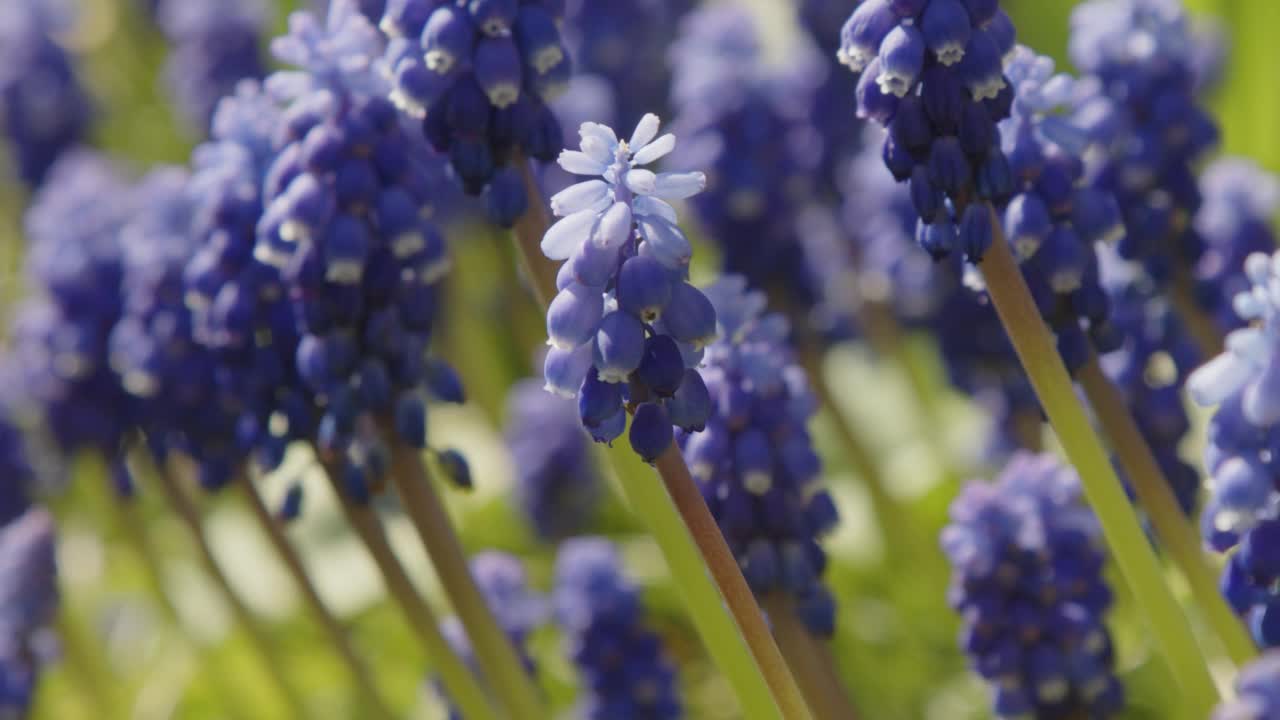 蜜蜂在花园风信子花周围飞舞视频素材