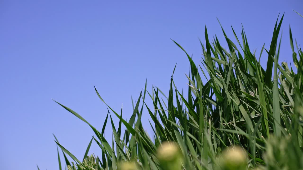 田野上的草叶视频素材