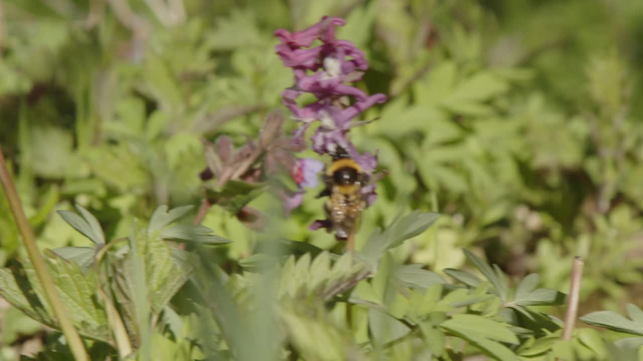 春天的草地上，大黄蜂在花丛中跳跃视频素材