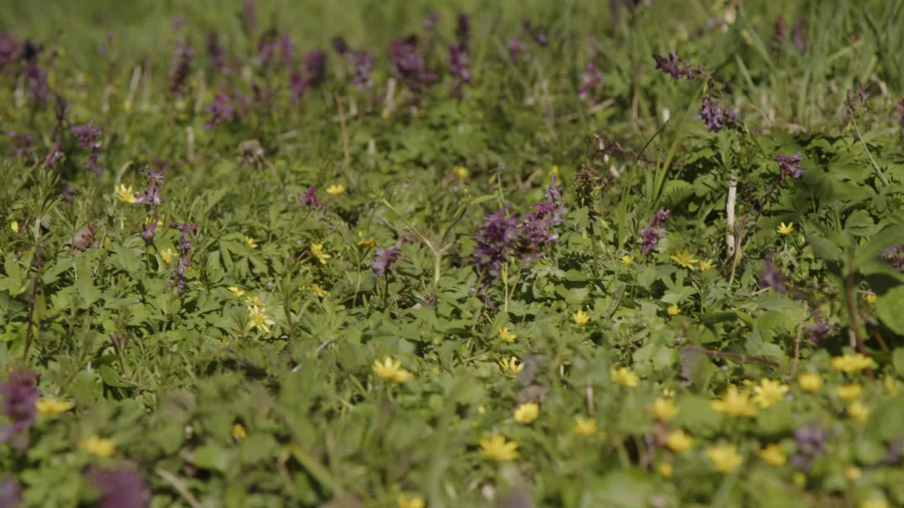 大黄蜂在春暖花开的草地上飞舞视频素材