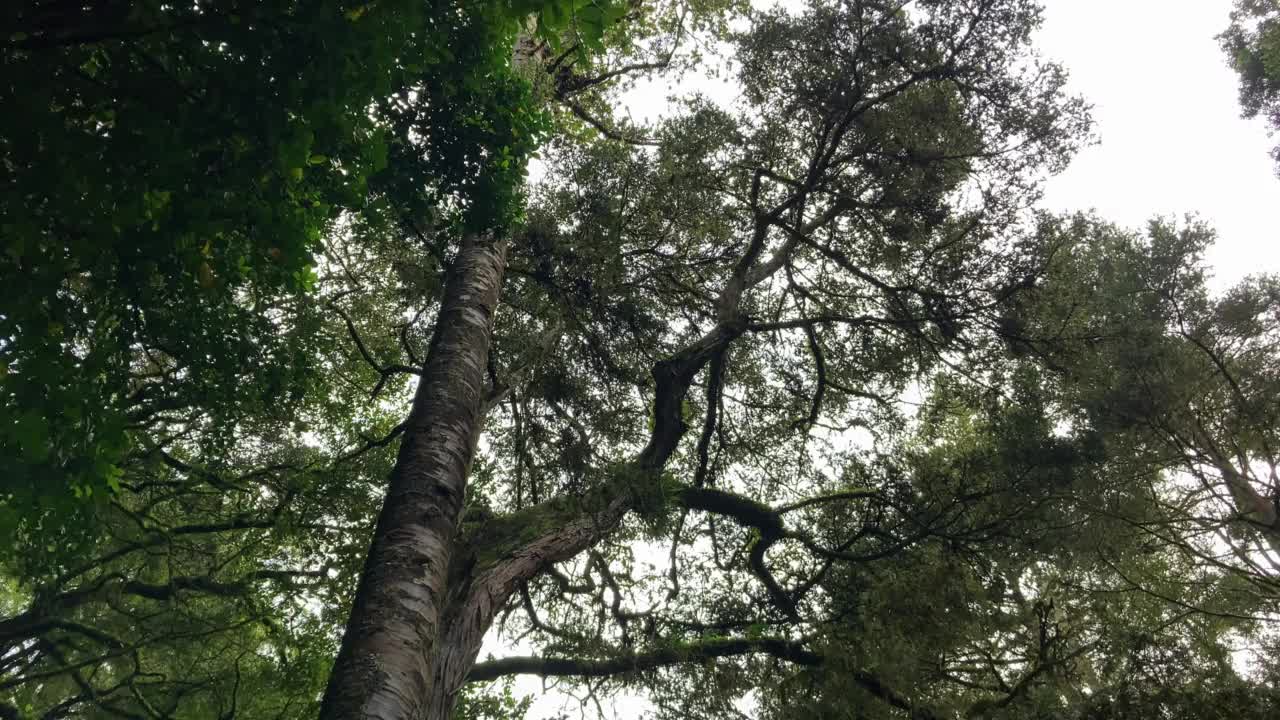 新西兰标志性的贝壳杉树和旺格雷瀑布视频素材