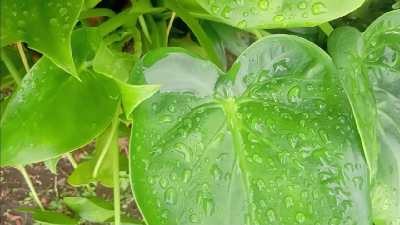 雨滴落在花园绿色的花朵上视频素材