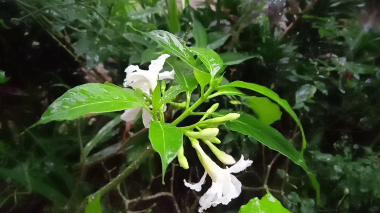 雨中的花在花园里视频下载