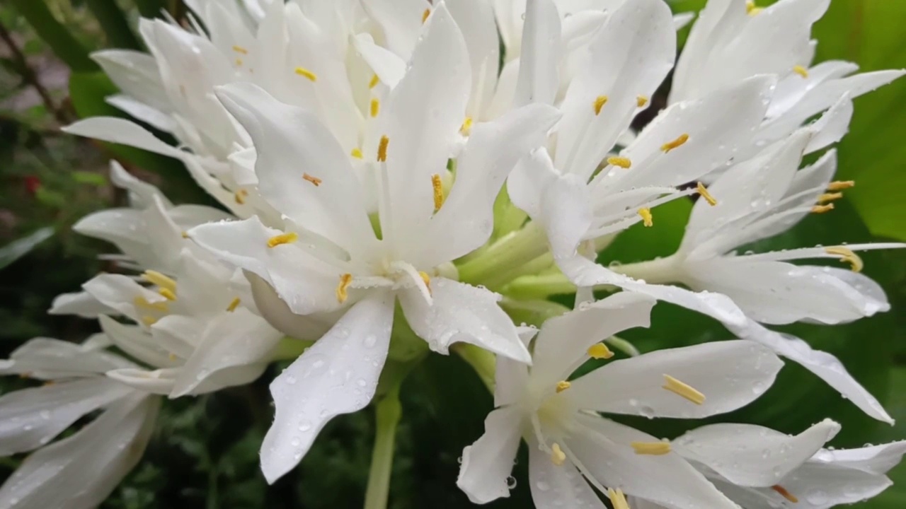 小雨打在花视频下载