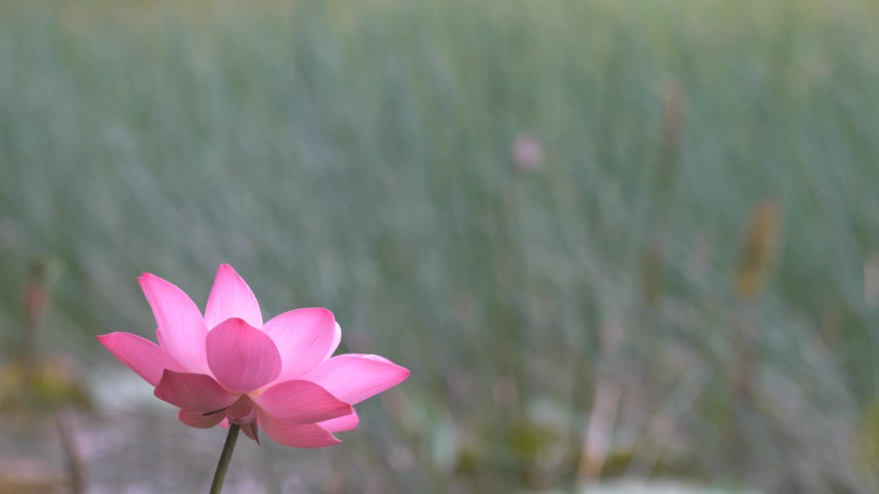 莲花视频素材