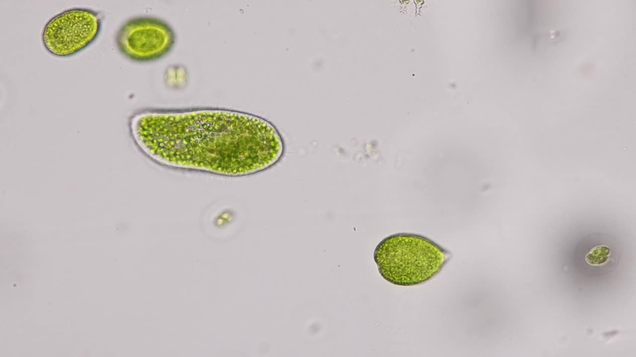 尾草履虫(Paramecium caudatum)是一种单细胞纤毛原生动物和显微镜下的细菌。视频素材