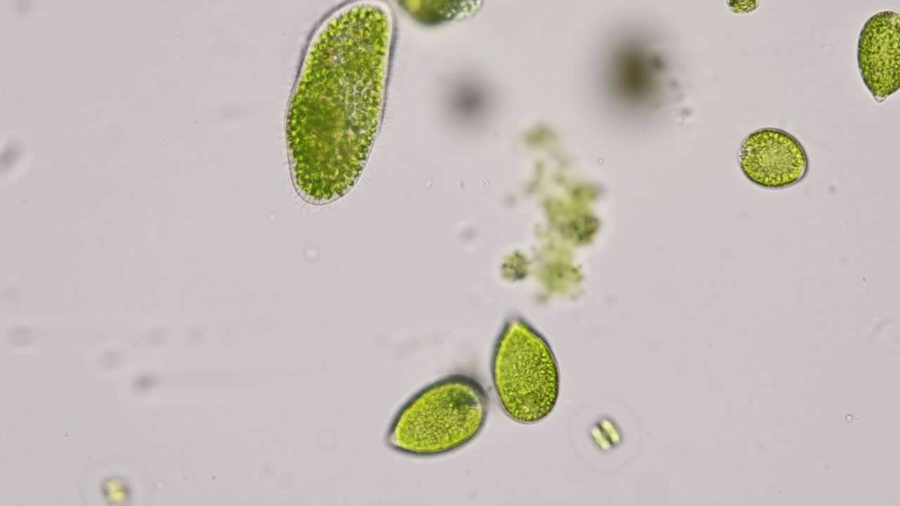 尾草履虫(Paramecium caudatum)是一种单细胞纤毛原生动物和显微镜下的细菌。视频素材