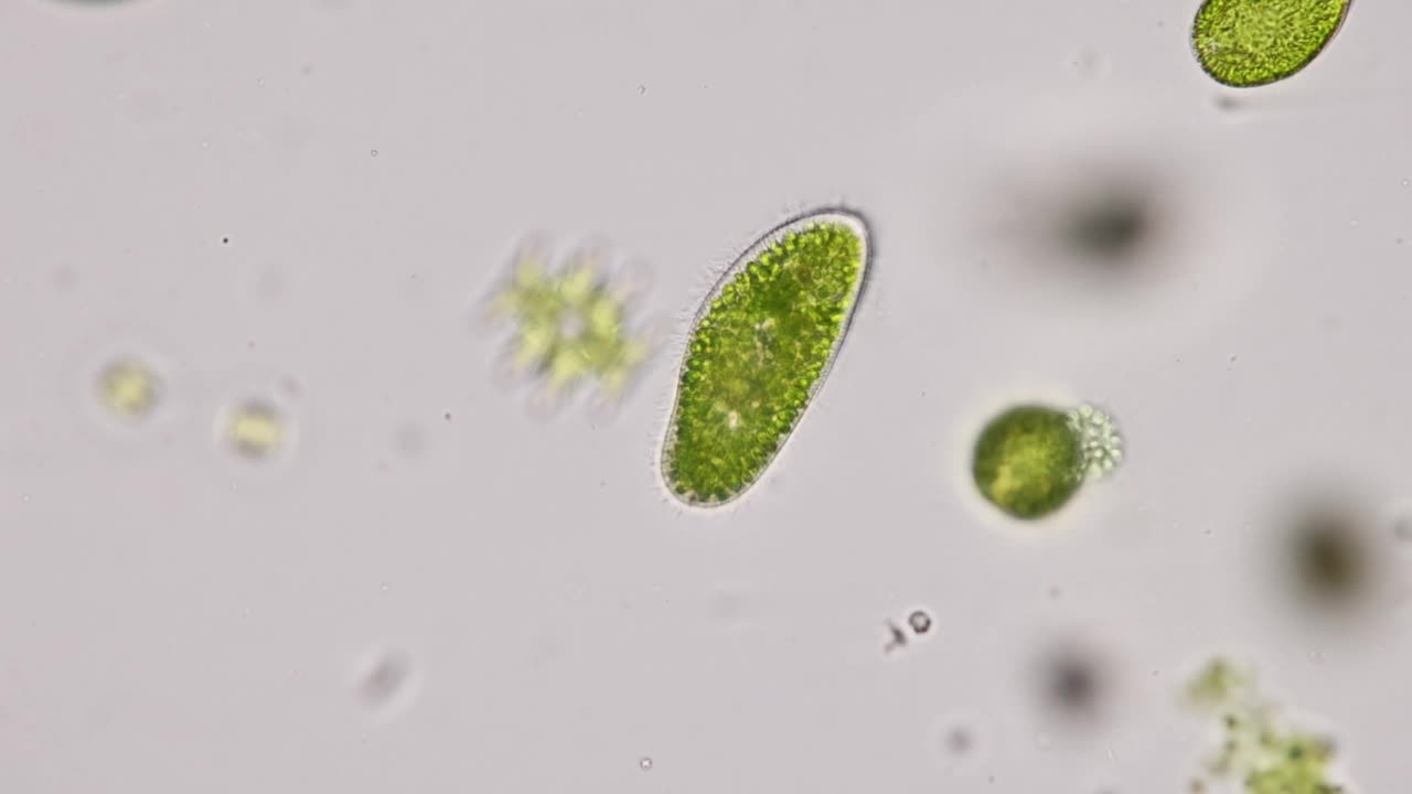 尾草履虫(Paramecium caudatum)是一种单细胞纤毛原生动物和显微镜下的细菌。视频素材